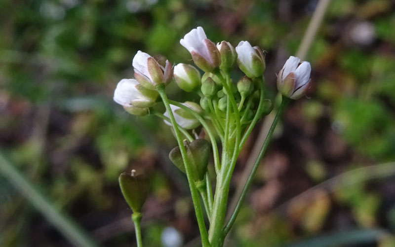 Capsella bursa-pastoris / Borsapastore comune